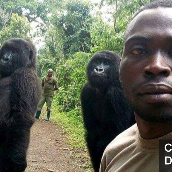 Un selfie avec des gorilles. [DR]