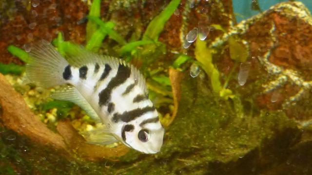 Une femelle cichlidé zébré (amatitlania siquia) du lac Xiloà au Nicaragua. [CC/Wikimédias - Haplochromis]