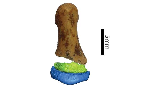 Reconstruction virtuelle de la cinquième phalange distale de Denisova. 
Eva-Maria Geigl/Institut Jacques Monod 
Bence Viola/Université de Toronto [Bence Viola/Université de Toronto - Eva-Maria Geigl/Institut Jacques Monod]