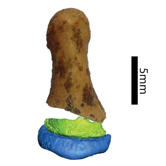 Reconstruction virtuelle de la cinquième phalange distale de Denisova. 
Eva-Maria Geigl/Institut Jacques Monod 
Bence Viola/Université de Toronto [Bence Viola/Université de Toronto - Eva-Maria Geigl/Institut Jacques Monod]