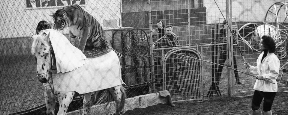 In the winter quarters of Circus Knie preparations for the new programme of Circus Knie are made. Mary-Jose Knie is training the number where a tiger is riding on the back of a horse that is doing its rounds in the circus ring. Photographed in Rapperswil on 23 February 1978. (KEYSTONE/Str)