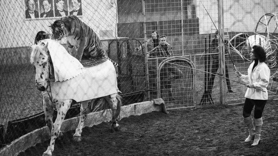 In the winter quarters of Circus Knie preparations for the new programme of Circus Knie are made. Mary-Jose Knie is training the number where a tiger is riding on the back of a horse that is doing its rounds in the circus ring. Photographed in Rapperswil on 23 February 1978. (KEYSTONE/Str)