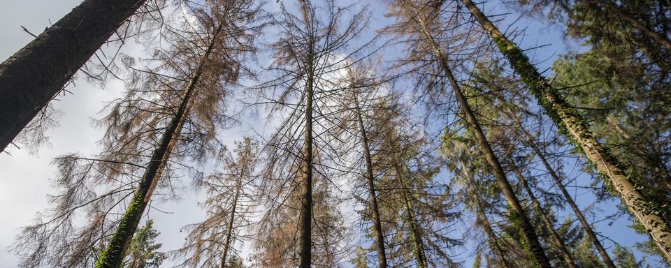 La sécheresse frappe durement la forêt suisse. [Keystone - Urs Flueeler]