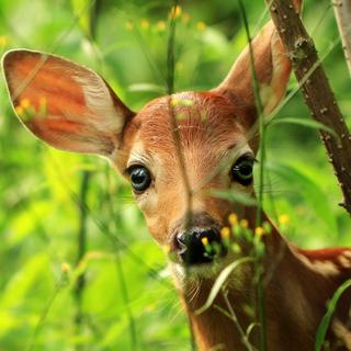 Un braconnier condamné à regarder Bambi. [Shutterstock - -]