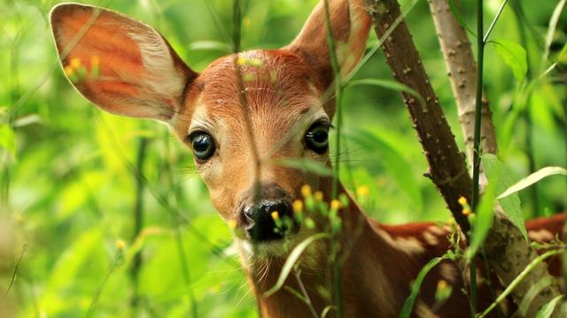 Un braconnier condamné à regarder Bambi. [Shutterstock - -]