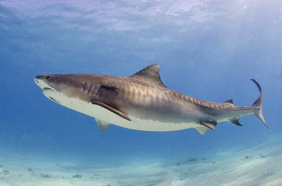 Un requin-tigre (Galeocerdo cuvier) aux Bahamas. [Wikimedia/CC BY-SA 3.0 - Albert Kok]