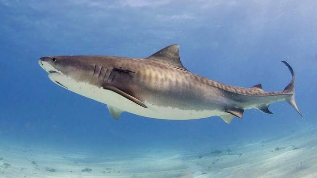 Un requin-tigre (Galeocerdo cuvier) aux Bahamas. [Wikimedia/CC BY-SA 3.0 - Albert Kok]