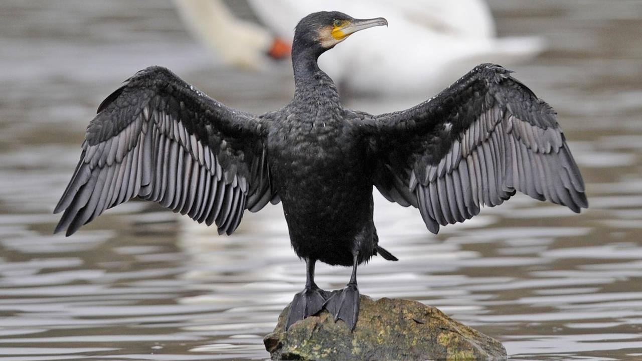 Un cormoran fait sécher ses ailes. [Keystone - Winfried Rothermel]