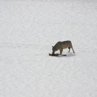 Un loup photographié au Tessin en 2008. [Keystone - Alberio Pini]