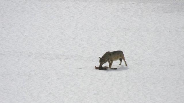 Un loup photographié au Tessin en 2008. [Keystone - Alberio Pini]