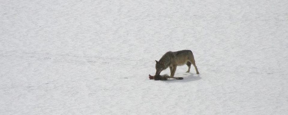 Un loup photographié au Tessin en 2008. [Keystone - Alberio Pini]