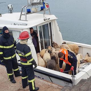 Trente-trois moutons ont été secourus par les sauveteurs roumains. [Keystone]