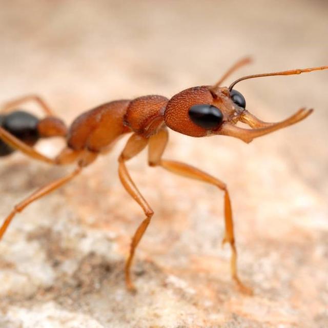 Une fourmi. Fourni par les éditions Favre pour le livre "Les guerres secrètes des fourmis" de Chloé Bertelsmeier. [/Editions Favre - Alex Wild]