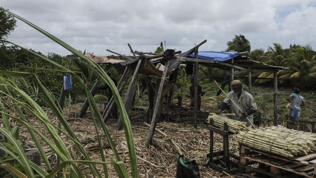 Jair Bolsonaro rétablit les plantations de canne à sucre en Amazonie. [AFP - Diego Herculano]