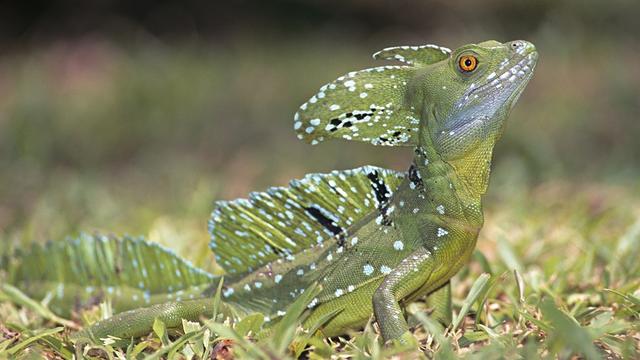 Le lézard basilic appelé aussi le lézard Jésus-Christ car il peut courir sur l'eau. [Biosphoto/AFP - Yves Lefèvre]