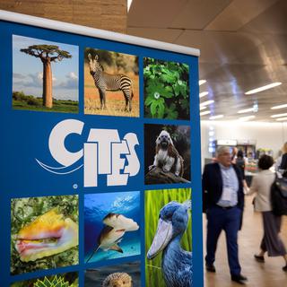 Genève accueillera la 18e réunion de la CITES, la convention internationale sur le commerce des espèces sauvages menacées d'extinction. [AFP - Fabrice Coffrini]