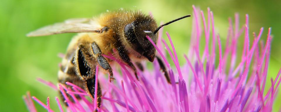 L'abeille est l'insecte pollinisateur le plus emblématique.
X-etra
Depositphotos [Depositphotos - X-etra]