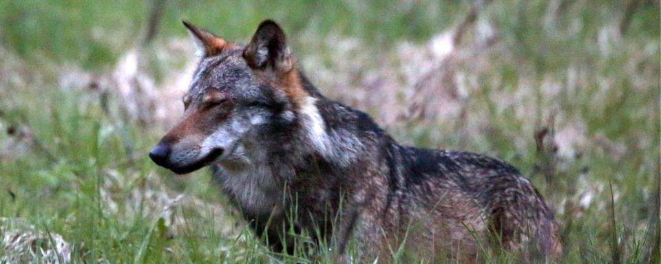 Un loup photographié en 2013 à Obergoms en Valais. (Image d'illustration). [Keystone - Marco Schmidt]