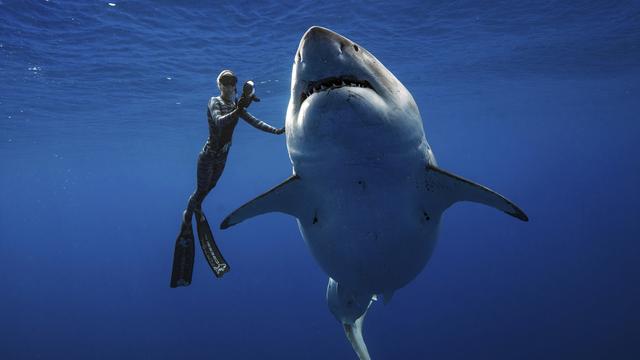 La plongeuse professionnelle et spécialiste des requins Ocean Ramsey nage près du grand requin blanc rencontré près d'une île de Hawaï le 15 janvier 2019. [Keystone - Juan Oliphant via AP]