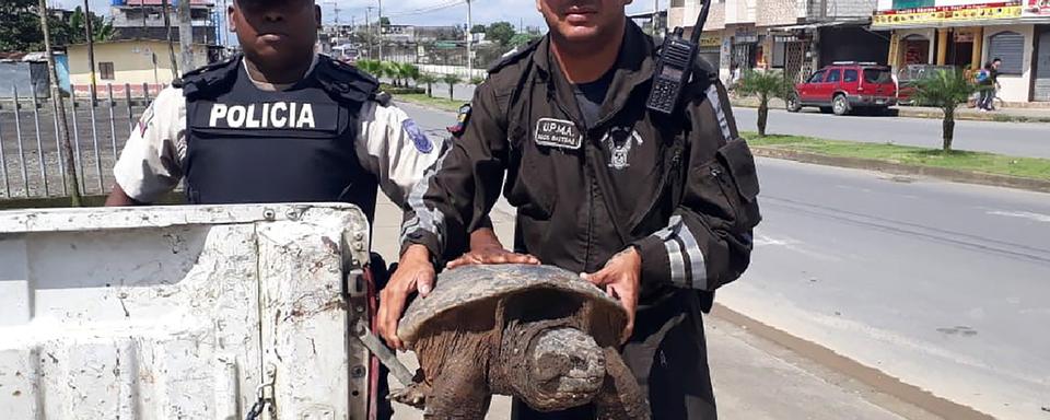 En Equateur, l'opération coordonné par Interpol a notamment permis d'intercepter un véhicule avec une tortue serpentine. [Keystone - Interpol via AP]