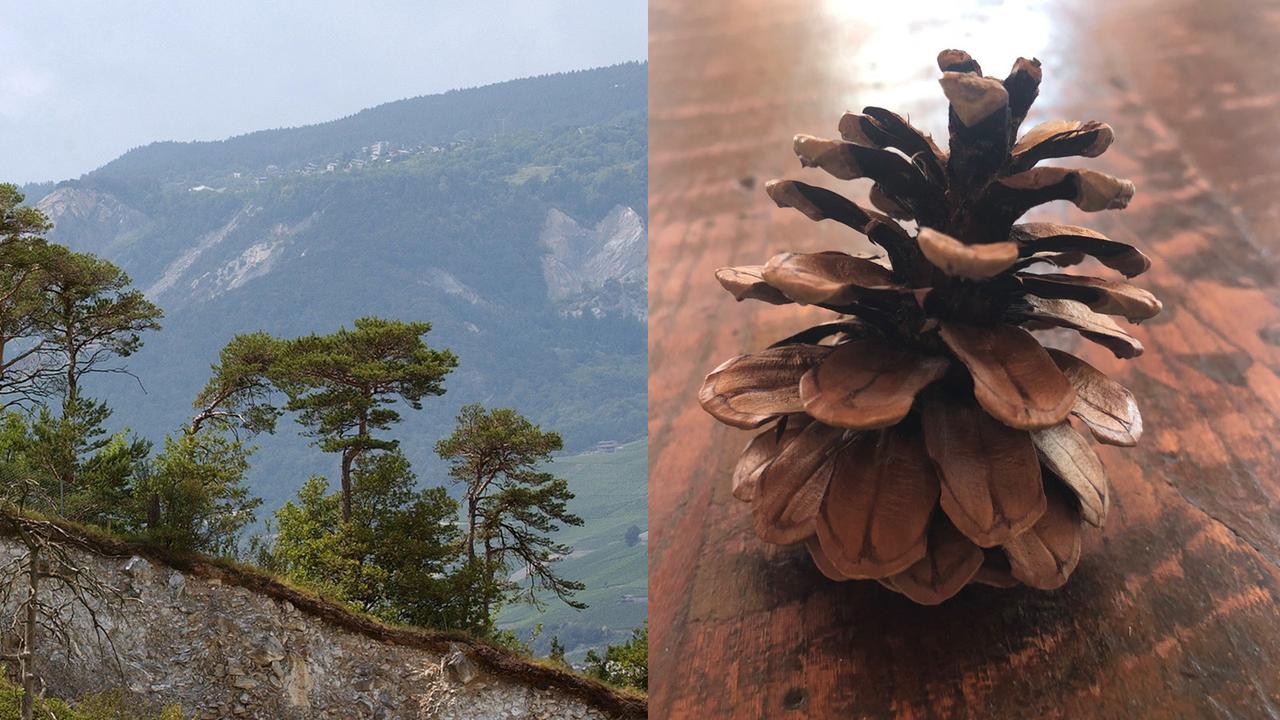 Le pin sylvestre ou pinus sylvestris et sa pive. [Nathalie Hof - RTS Découverte - Andrée Noëlle Pot - Keystone]