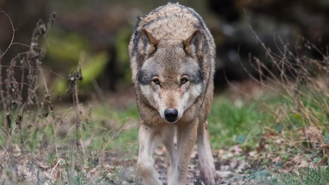 Les loups se multiplient ces dernières années en Suisse. [Keystone - DPA/Julian Stratenschulte]