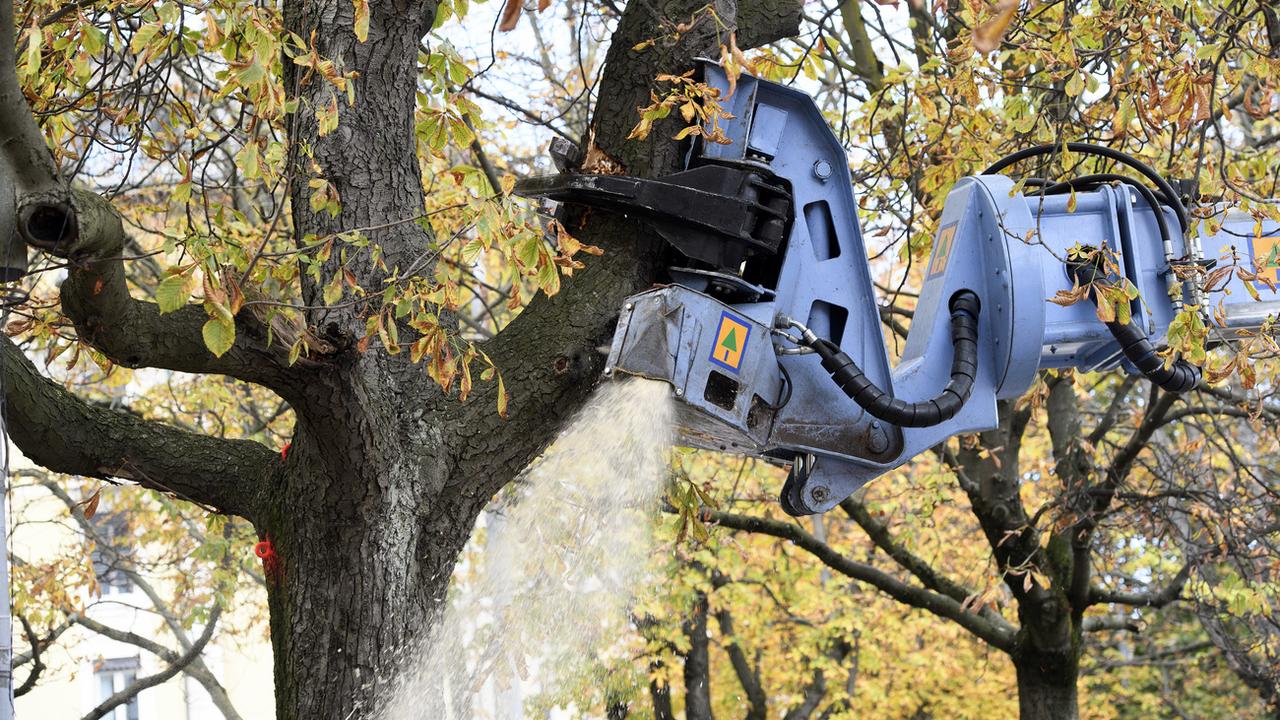 L'abattage de 34 arbres malades jugés dangereux avait eu lieu en octobre 2016 sur la plaine de Plainpalais à Genève. [Keystone - Martial Trezzini]