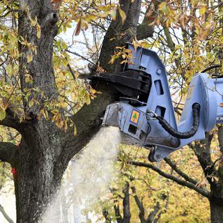 L'abattage de 34 arbres malades jugés dangereux avait eu lieu en octobre 2016 sur la plaine de Plainpalais à Genève. [Keystone - Martial Trezzini]