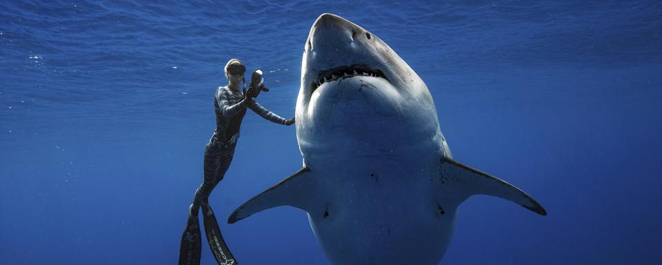 Une plongeuse nage près d'un grand requin blanc rencontré près d'une île d'Hawaï (15 janvier 2019). [Keystone - Juan Oliphant via AP]