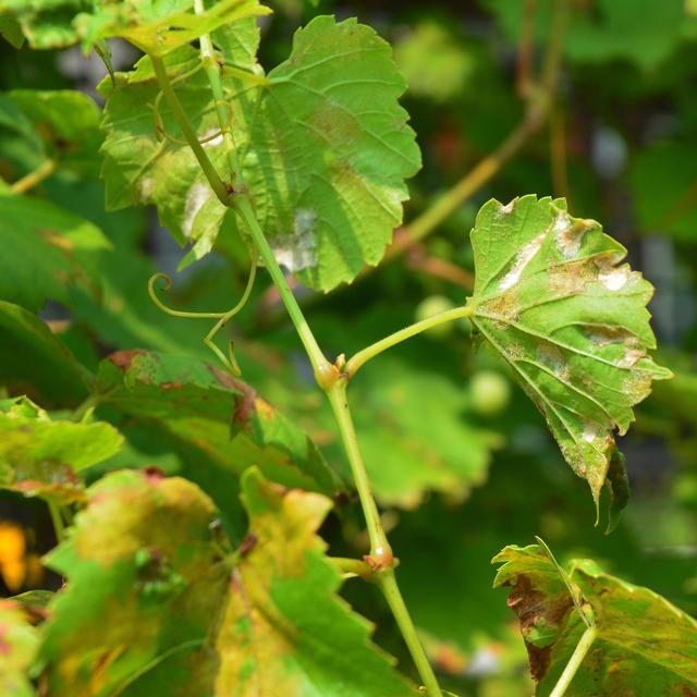 Le mildiou de la vigne est le cauchemar des viticulteurs.
thefutureis
Depositphotos [thefutureis]