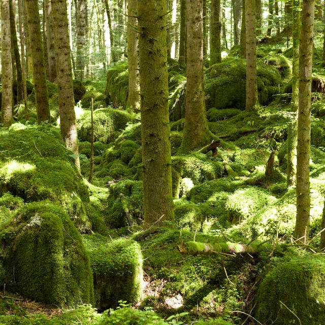 Une forêt près du Doubs, dans le canton du Jura (image d'illustration). [Keystone - Martin Ruetschi]