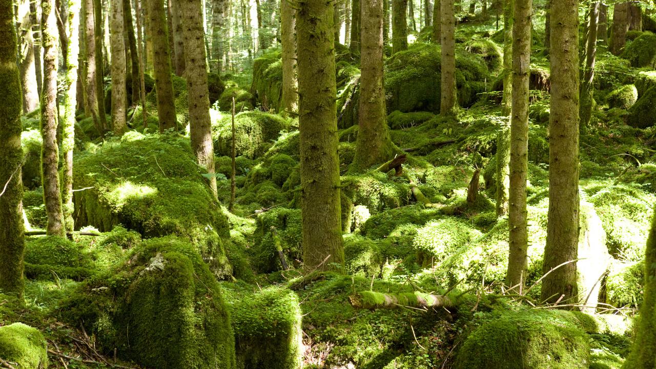 Une forêt près du Doubs, dans le canton du Jura (image d'illustration). [Keystone - Martin Ruetschi]