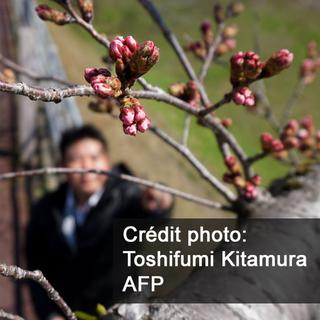 La floraison des cerisiers est l’un des évènements annuels les plus attractifs du Japon. [AFP - Toshifumi Kitamura]