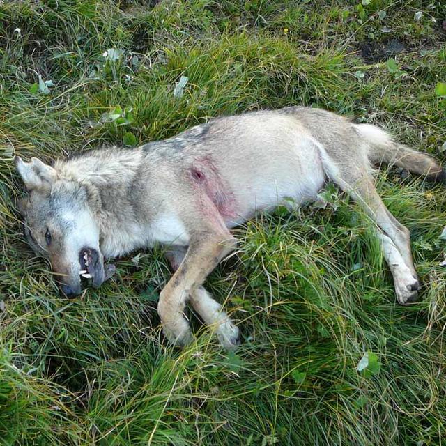 Un loup tué par balle en Valais en 2010. [Keystone - Police valaisanne]