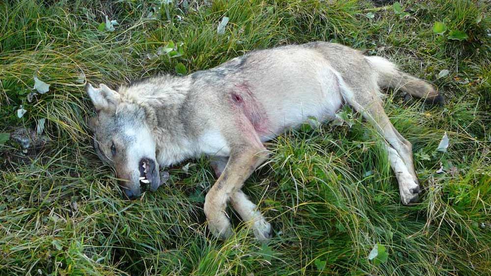 Un loup tué par balle en Valais en 2010. [Keystone - Police valaisanne]