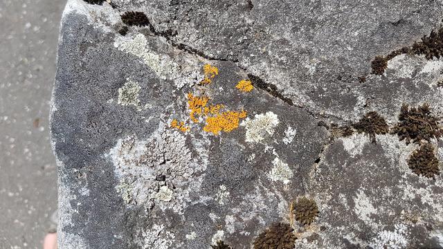 Les lichens sont très présents sur les rochers en montagne.