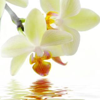 Les orchidées sont les championnes des stratégies de pollinisation.
dolnikov
Depositphotos [Depositphotos - dolnikov]
