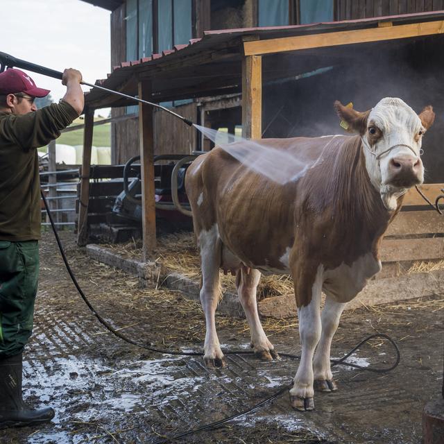 Un apprenti agriculteur de Puidoux nettoie une vache pour l'emmener à la ferme de la Fête des Vignerons, en juillet 2019. [Keystone - Jean-Christophe Bott]
