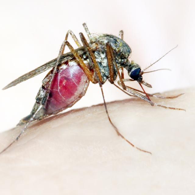 Concernant la malaria, le dernier insecte à piquer une proie est cinq à dix fois plus contaminé que les premiers à s’être nourris. 
vladvitek
Depositphotos [vladvitek]