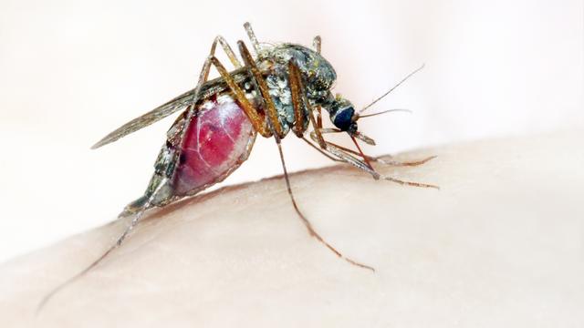 Concernant la malaria, le dernier insecte à piquer une proie est cinq à dix fois plus contaminé que les premiers à s’être nourris. 
vladvitek
Depositphotos [vladvitek]