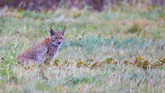 Protégé, le lynx court le risque d’être abattu plus facilement, selon les opposants à la nouvelle loi sur la chasse. [Keystone/DPA - Ole Anders]