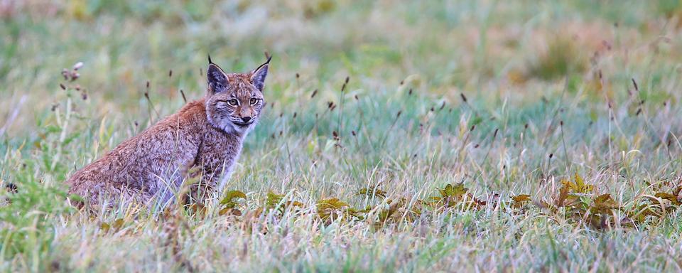 Protégé, le lynx court le risque d’être abattu plus facilement, selon les opposants à la nouvelle loi sur la chasse. [Keystone/DPA - Ole Anders]