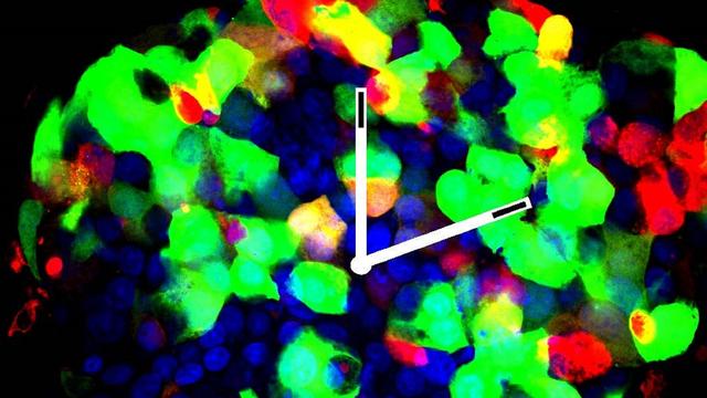 Ilot de Langerhans du pancréas avec en vert les cellules productrices d’insuline, en rouge les cellules productrices de glucagon, et en bleu les noyaux cellulaires. [UNIGE]