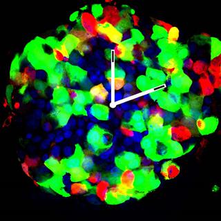 Ilot de Langerhans du pancréas avec en vert les cellules productrices d’insuline, en rouge les cellules productrices de glucagon, et en bleu les noyaux cellulaires. [UNIGE]