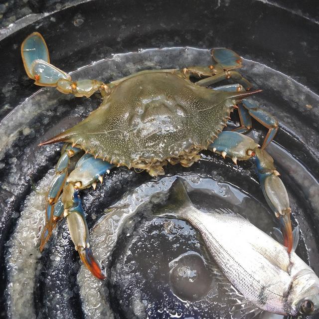 Le crabe bleu, espèce exotique envahissante, tue les poissons, déchire les filets, casse les coquilles dʹhuîtres à la force de ses pinces et envahit les mers tunisiennes. [RTS - Alice Roy]
