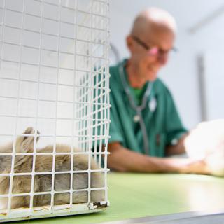 Les vétérinaires sont prêts à soutenir le personnel médical face à la pandémie. [Keystone - Laurent Gilliéron]