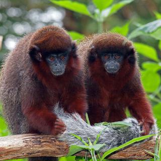 Les singes titi vivent en couple.
EBFoto
Depositphotos [EBFoto]
