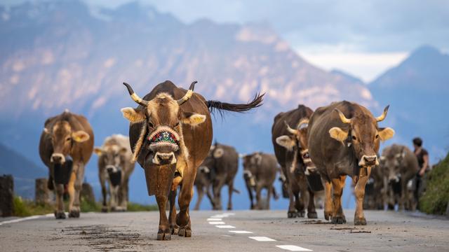 L'agriculture suisse résiste bien malgré la pandémie de coronavirus. [Keystone - Urs Flueeler]