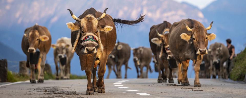 L'agriculture suisse résiste bien malgré la pandémie de coronavirus. [Keystone - Urs Flueeler]