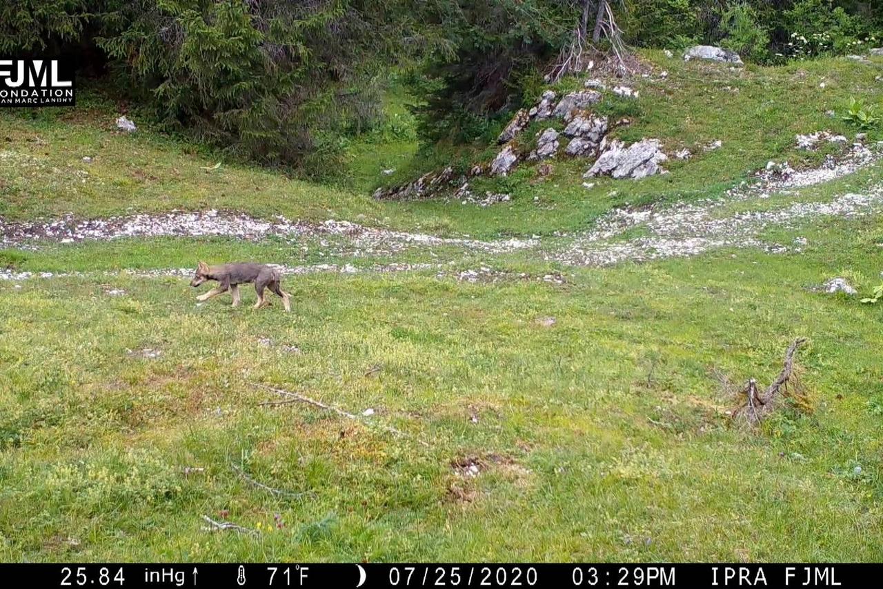 Capture d'écran d'un louveteau au Marchairuz. [DES]